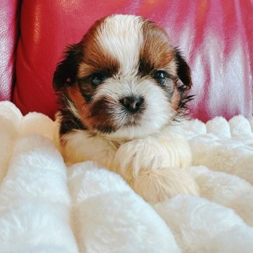 シーズー【兵庫県・女の子・2025年5月5日・ホワイトゴールド】の写真「かわいいお顔の女の子です🐶❤️」