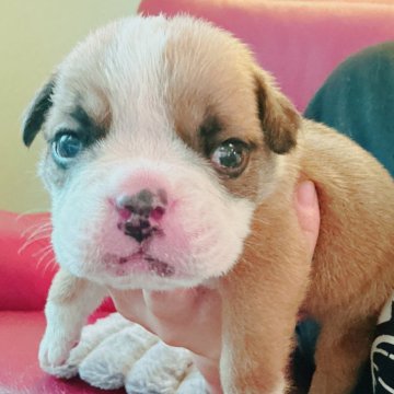 ブルドッグ【兵庫県・男の子・2025年6月4日・レッド&ホワイト】の写真「かわいいお顔の男の子です🐶✨」