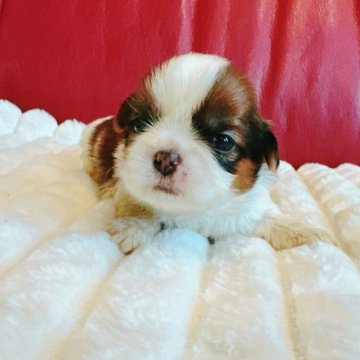 シーズー【兵庫県・男の子・2025年5月5日・ホワイトゴールド】の写真「元気な男の子です🐶✨」