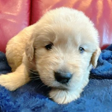 ゴールデンレトリバー【兵庫県・男の子・2025年11月1日・ゴールド】の写真「たまらないお顔の男の子です🐶✨」