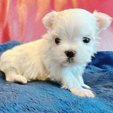 マルチーズ【兵庫県・女の子・2025年9月20日・ホワイト】の写真「極小ですが、元気に育ってます🐶🩷🩷」