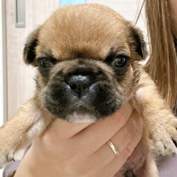 フレンチブルドッグ【兵庫県・男の子・2025年7月20日・フォーン】の写真「元気な男の子です🐶🐶✨」