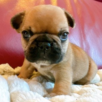 フレンチブルドッグ【兵庫県・男の子・2025年7月20日・フォーン】の写真「元気な男の子です🐶🐶✨」