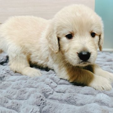 ゴールデンレトリバー【兵庫県・男の子・2025年4月7日・ゴールド】の写真「5月31日で掲載終了🐶」
