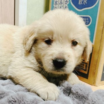 ゴールデンレトリバー【兵庫県・女の子・2025年4月7日・ゴールド】の写真「5月31日で掲載終了🐶」