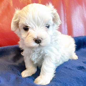 マルチーズ【兵庫県・男の子・2025年9月20日・ホワイト】の写真「おとなしい男の子🐶です✨✨」