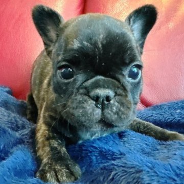 フレンチブルドッグ【兵庫県・女の子・2025年10月18日・ブリンドル】の写真「ヨチヨチ歩きはじめて可愛い女の子です🐶💕」