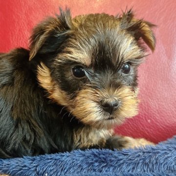 ヨークシャーテリア【兵庫県・女の子・2025年10月17日・スチールブルー&タン】の写真「元気な女の子です🐶🩷」