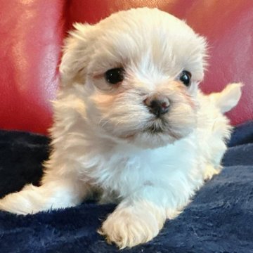 マルチーズ【兵庫県・女の子・2025年10月29日・ホワイト】の写真「小さいですがとても可愛いです🩷」