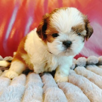 シーズー【兵庫県・男の子・2025年5月5日・ホワイトゴールド】の写真「掲載6月29日で終了🐶✨✨」