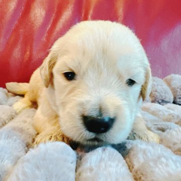 ゴールデンレトリバー【兵庫県・男の子・2025年4月7日・ゴールド】の写真「つぶらな瞳がかわいいです🐶✨」