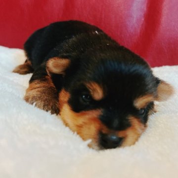 ヨークシャーテリア【兵庫県・男の子・2025年10月17日・スチールブルー&タン】の写真「元気な男の子です🐶🐶✨」