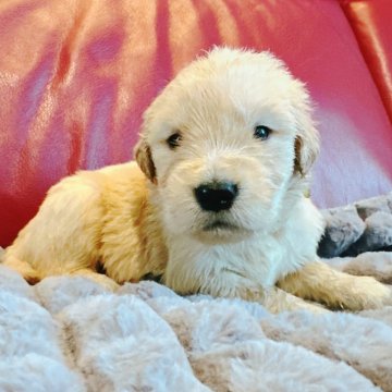 ゴールデンレトリバー【兵庫県・女の子・2025年4月7日・ゴールド】の写真「可愛いコロコロした女の子🐶💓」