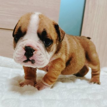 ブルドッグ【兵庫県・男の子・2025年6月4日・レッド&ホワイト】の写真「かわいいお顔の男の子です🐶」