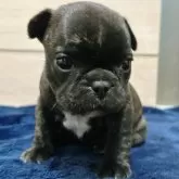 フレンチブルドッグ