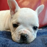 フレンチブルドッグ