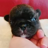 フレンチブルドッグ