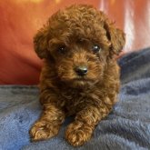 トイプードル(トイ)