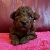 トイプードル(トイ)