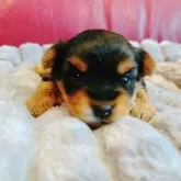 ヨークシャーテリア【兵庫県・女の子・2025年1月24日・スチールブルータン】の写真1