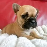 フレンチブルドッグ