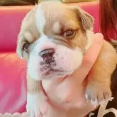 ブルドッグ