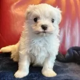 マルチーズ【兵庫県・男の子・2025年10月29日・ホワイト】の写真1