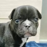 フレンチブルドッグ