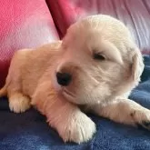 ゴールデンレトリバー【兵庫県・女の子・2025年11月1日・ゴールド】の写真2