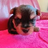 ヨークシャーテリア【兵庫県・男の子・2025年10月17日・スチールブルー&タン】の写真2