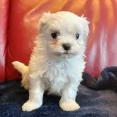 マルチーズ【兵庫県・男の子・2025年10月29日・ホワイト】の写真2