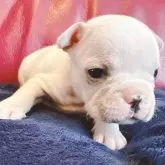 フレンチブルドッグ【兵庫県・男の子・2025年10月28日・クリーム】の写真3