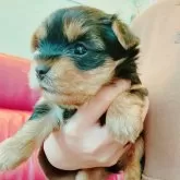 ヨークシャーテリア【兵庫県・女の子・2025年1月24日・スチールブルータン】の写真3