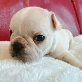 フレンチブルドッグ【兵庫県・女の子・2025年10月18日・クリーム】の写真3