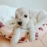 マルックス(マルチーズ×ダックスフンド)【兵庫県・男の子・2025年5月4日・クリーム】の写真3