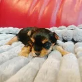 ヨークシャーテリア【兵庫県・女の子・2025年1月24日・スチールブルータン】の写真4