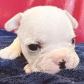 フレンチブルドッグ【兵庫県・男の子・2025年10月28日・クリーム】の写真4