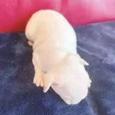 フレンチブルドッグ【兵庫県・男の子・2025年10月28日・クリーム】の写真5