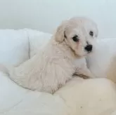 マルックス(マルチーズ×ダックスフンド)【兵庫県・男の子・2025年5月4日・クリーム】の写真6