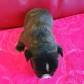 フレンチブルドッグ【兵庫県・男の子・2025年10月18日・ブリンドル】の写真6