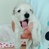 マルックス(マルチーズ×ダックスフンド)【兵庫県・男の子・2025年5月4日・クリーム】の写真7