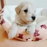 マルックス(マルチーズ×ダックスフンド)【兵庫県・男の子・2025年5月4日・クリーム】の写真8