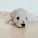 マルックス(マルチーズ×ダックスフンド)【兵庫県・男の子・2025年5月4日・クリーム】の写真9