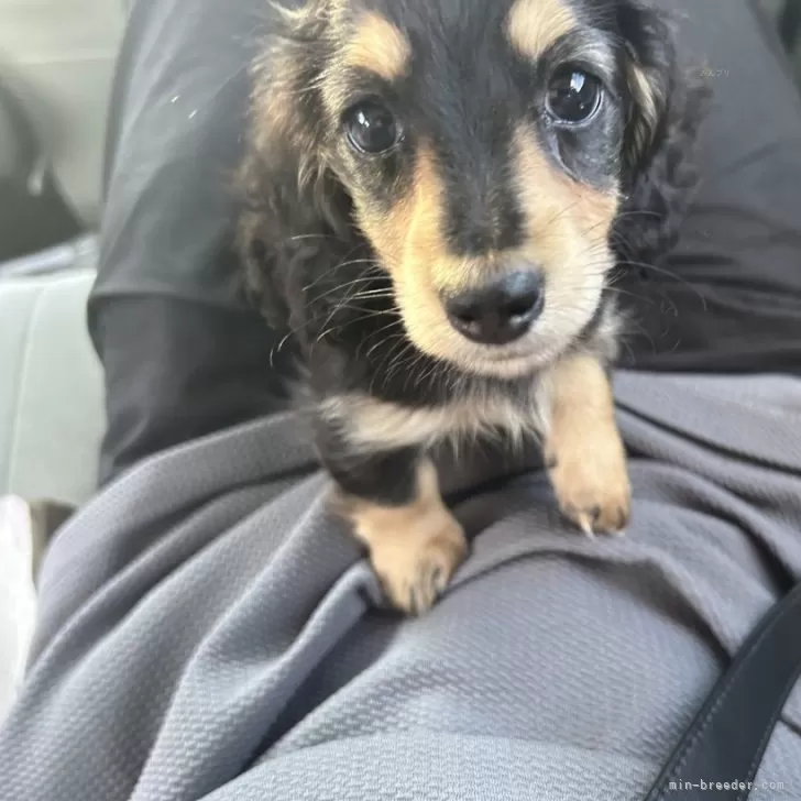 ID：2409-03799の子犬