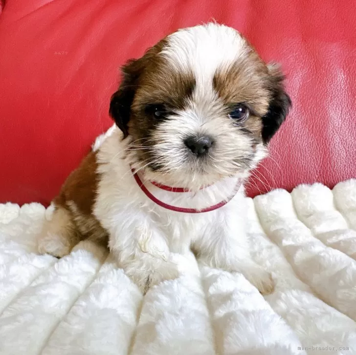 ID：2410-00756の子犬