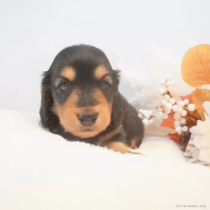 ID:2409-03803の子犬