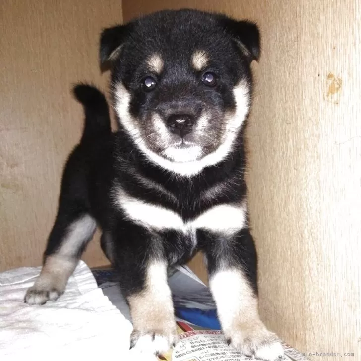 ID：2509-00300の子犬