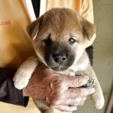柴犬(標準サイズ)
