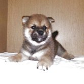 柴犬