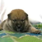 柴犬(標準サイズ)